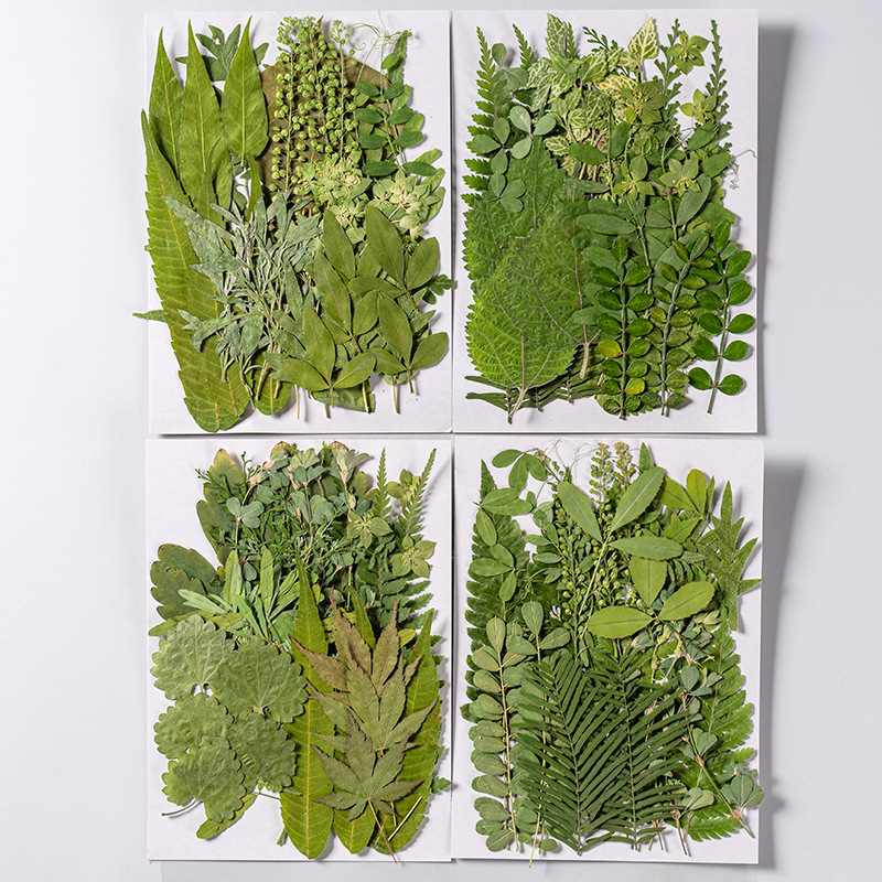 1Set 35pcs Pressed Dried Flowe - Dried Flower Bulk recension och pris