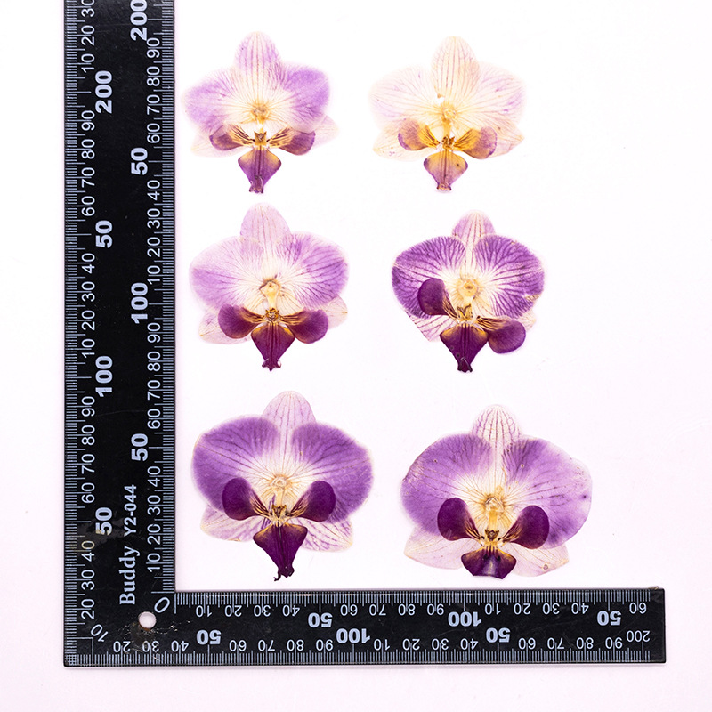 4 Pcs Pressed Dried Phalaenops - Dried Flower Bulk recension och pris