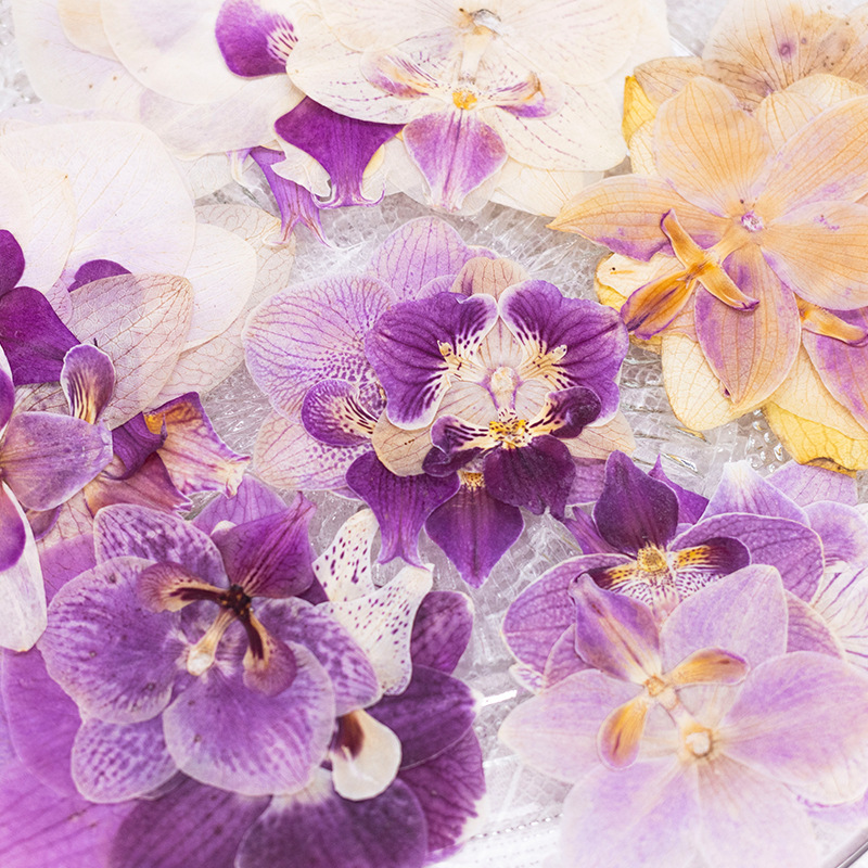 4 Pcs Pressed Dried Phalaenops - Dried Flower Bulk recension och pris
