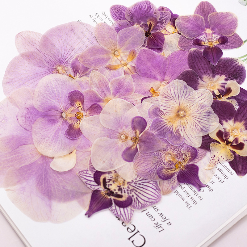 4 Pcs Pressed Dried Phalaenops - Dried Flower Bulk recension och pris